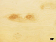 Фанера ФСФ влагостойкая 6, 5х1250х2500 мм опт, розница, доставка