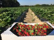 Набираємо робітників на сбір полуниці, сезон 2023, с. Грузьке