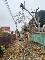 Спил дерева, демонтаж работы, земляные Одесса